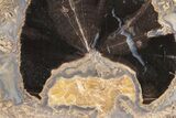 5.1" Wide, Petrified Wood (Schinoxylon) Limb - Blue Forest, Wyoming - #199023-2